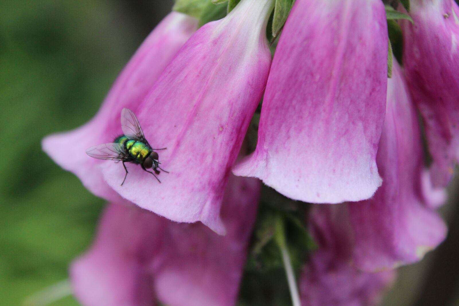 Canon EOS 600D (Rebel EOS T3i / EOS Kiss X5) sample photo. Thimble, red, cinquefoil photography