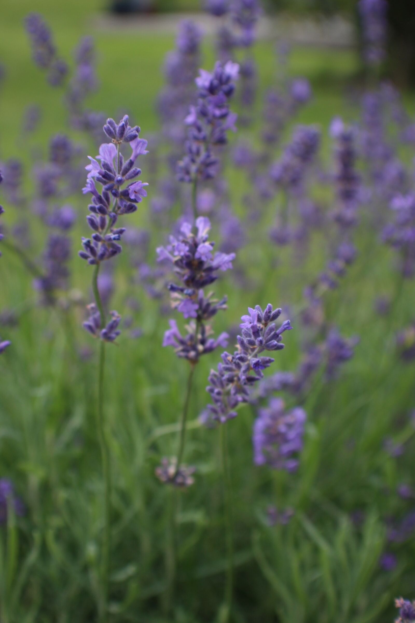Canon EOS 700D (EOS Rebel T5i / EOS Kiss X7i) sample photo. Nature, plant, landscape photography