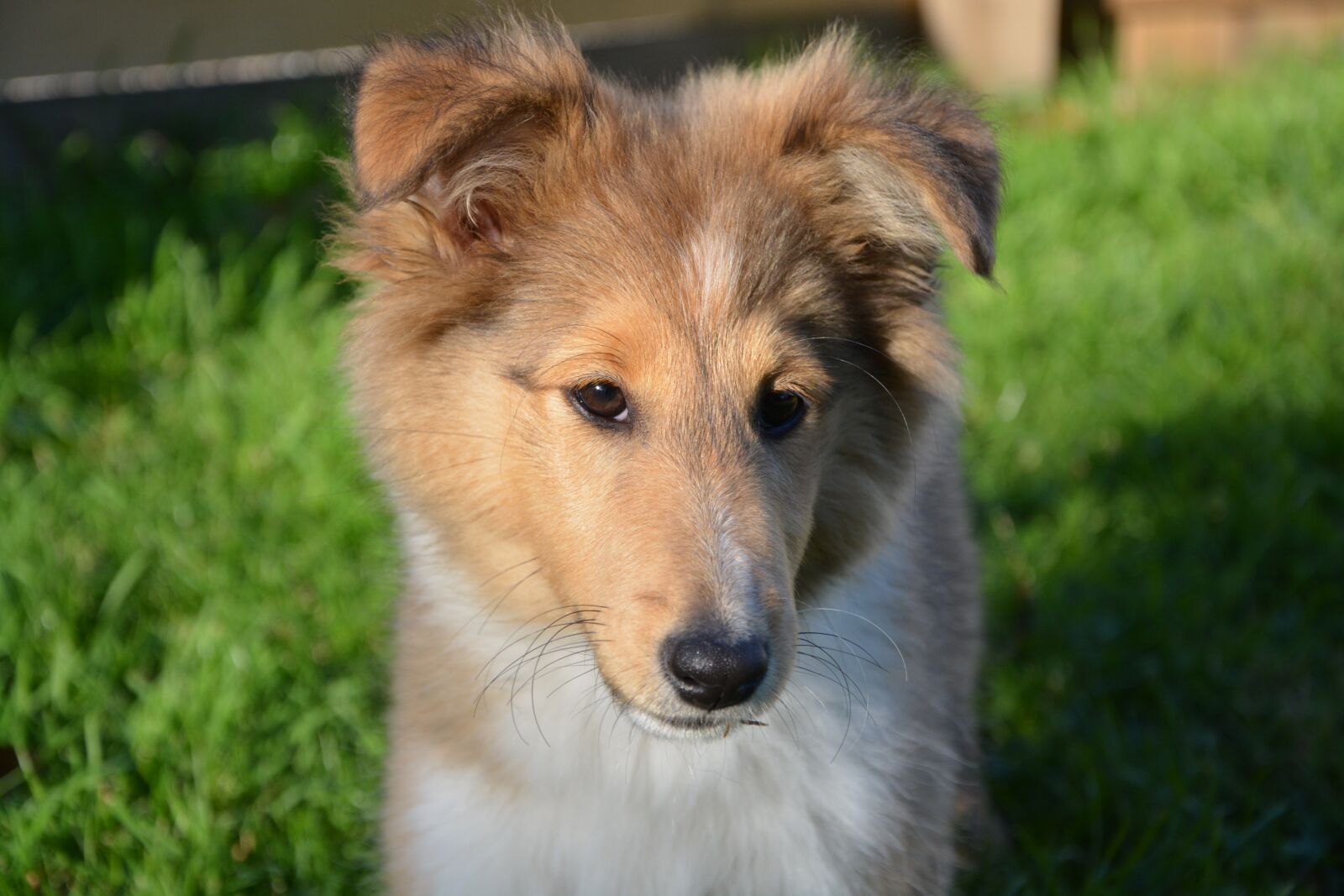 Nikon D5200 sample photo. Dog, bitch, puppy photography
