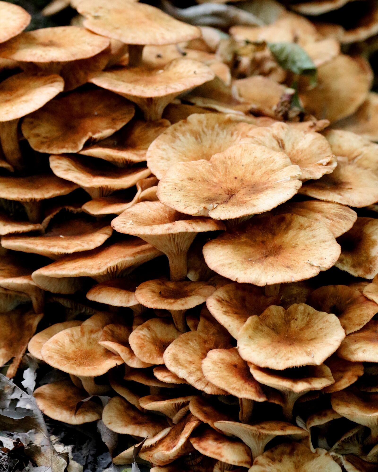 Canon EOS 7D Mark II sample photo. Mushrooms, wild, new jersey photography