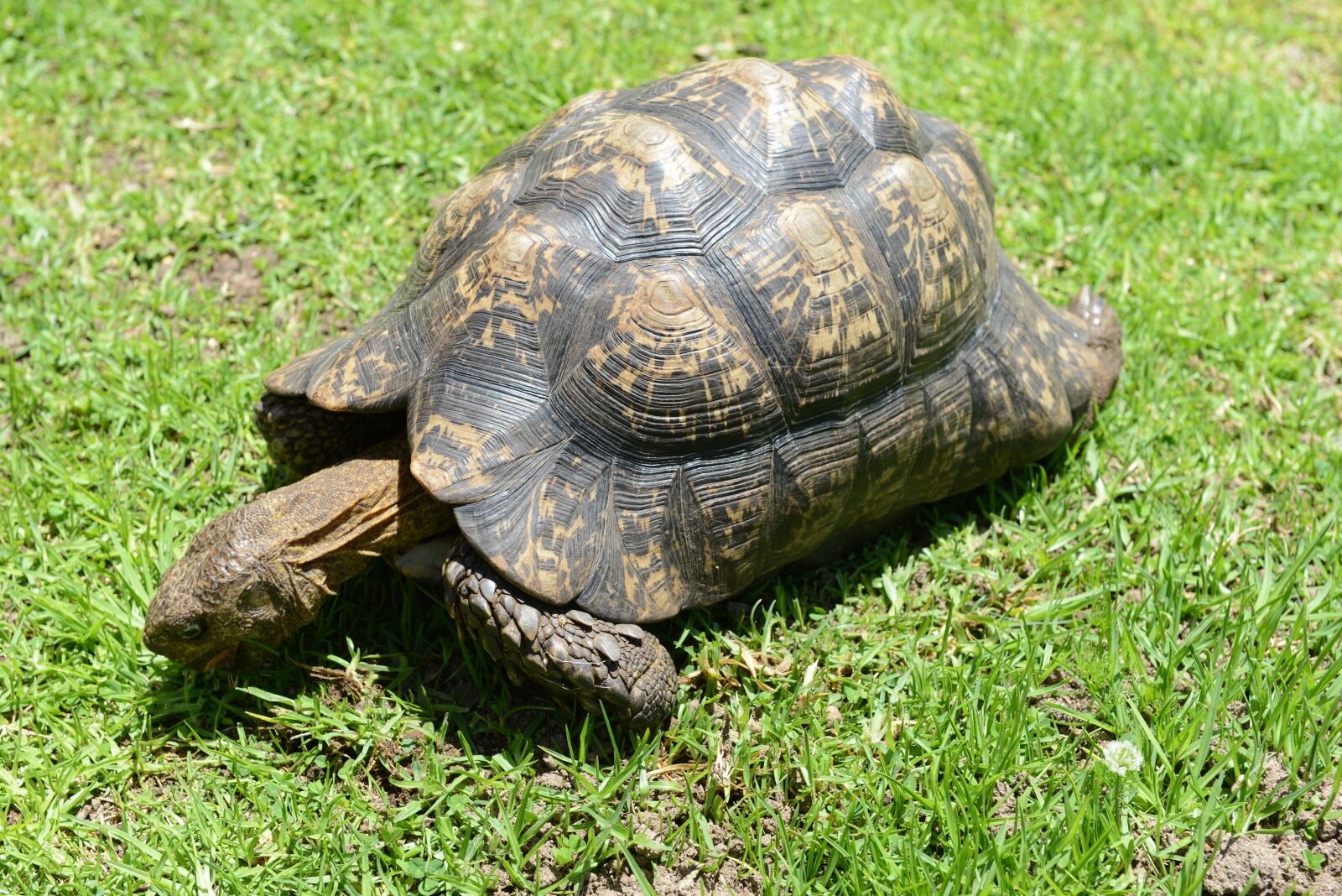 Nikon D800 sample photo. Turtle, reptile, south africa photography