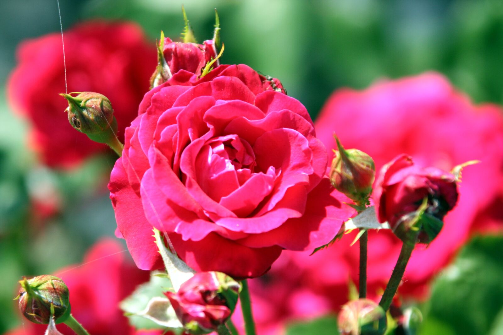 Canon EOS 350D (EOS Digital Rebel XT / EOS Kiss Digital N) sample photo. Pink, rosebush, flowering photography