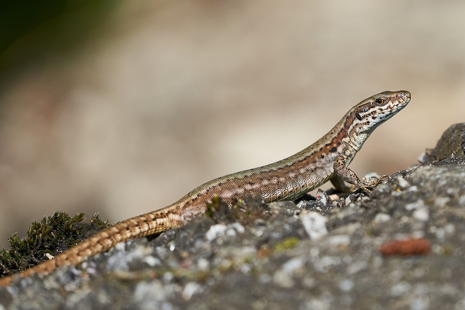 Sony FE 70-300mm F4.5-5.6 G OSS sample photo. Lizard, nature, animal world photography