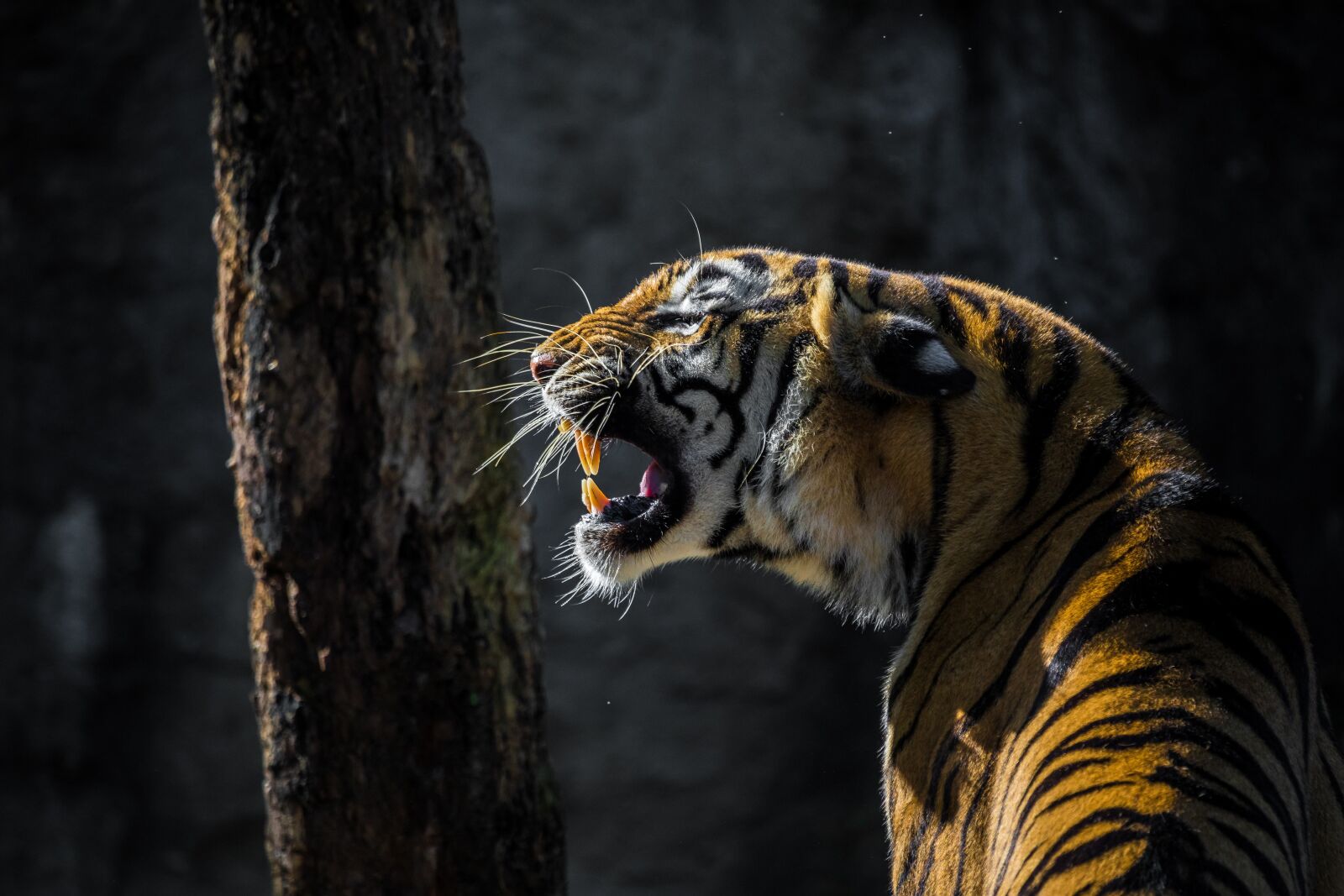 Canon EOS 5D Mark IV + 150-600mm F5-6.3 DG OS HSM | Contemporary 015 sample photo. Tiger, cat, big cat photography