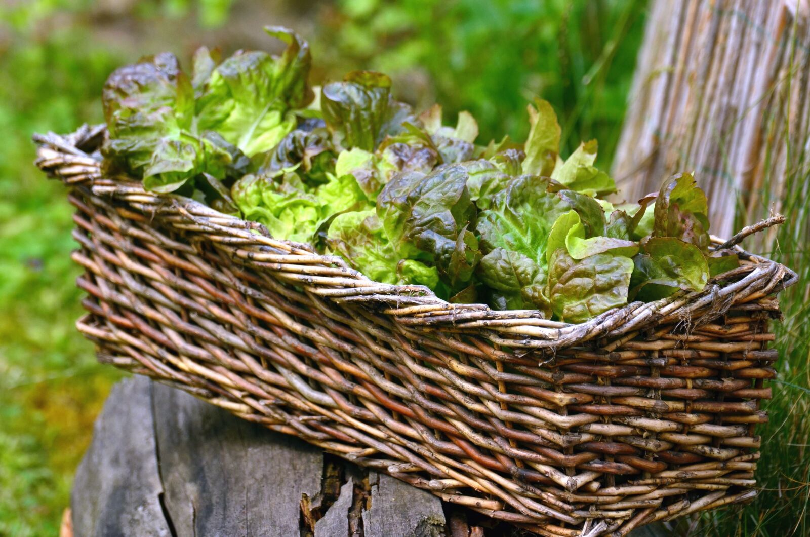 Nikon D5100 sample photo. Wicker basket, wood, plant photography