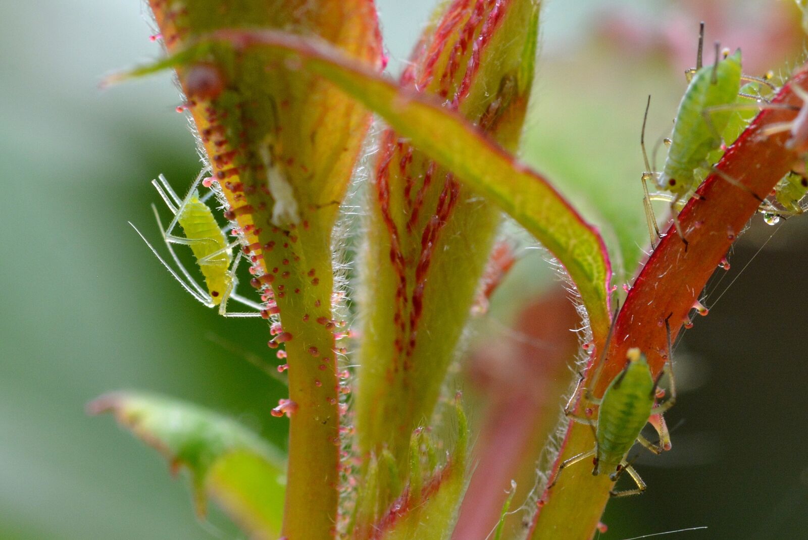 Nikon D5200 sample photo. Large rose aphids, aphids photography