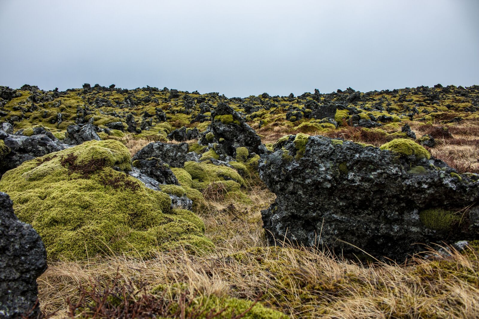 Canon EOS 70D sample photo. Iceland, moss, green photography