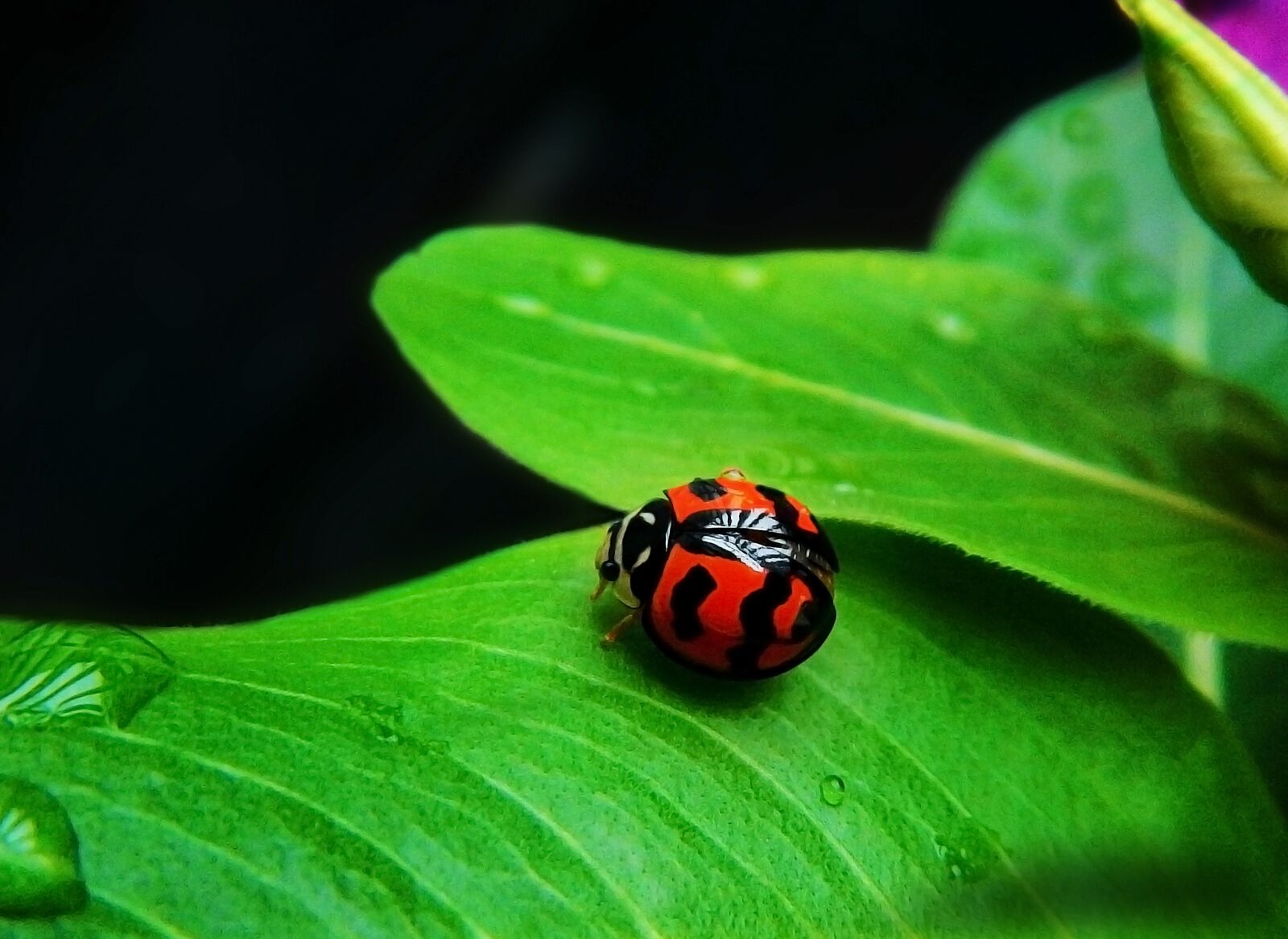 Nikon Coolpix AW110 sample photo. Ladybug, coquito, insect photography