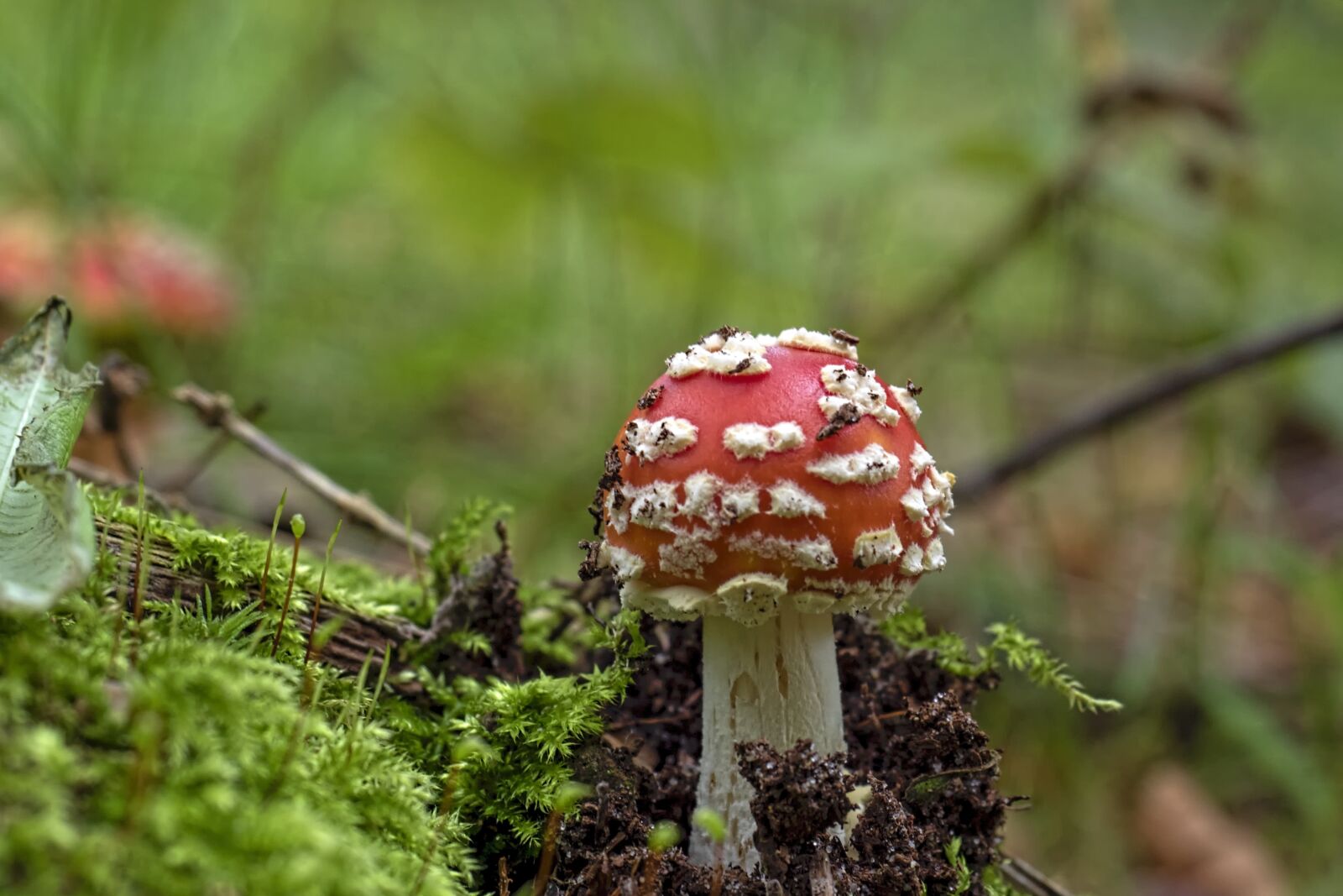 Olympus OM-D E-M5 II + Olympus M.Zuiko Digital ED 12-40mm F2.8 Pro sample photo. Fly agaric, red fly photography