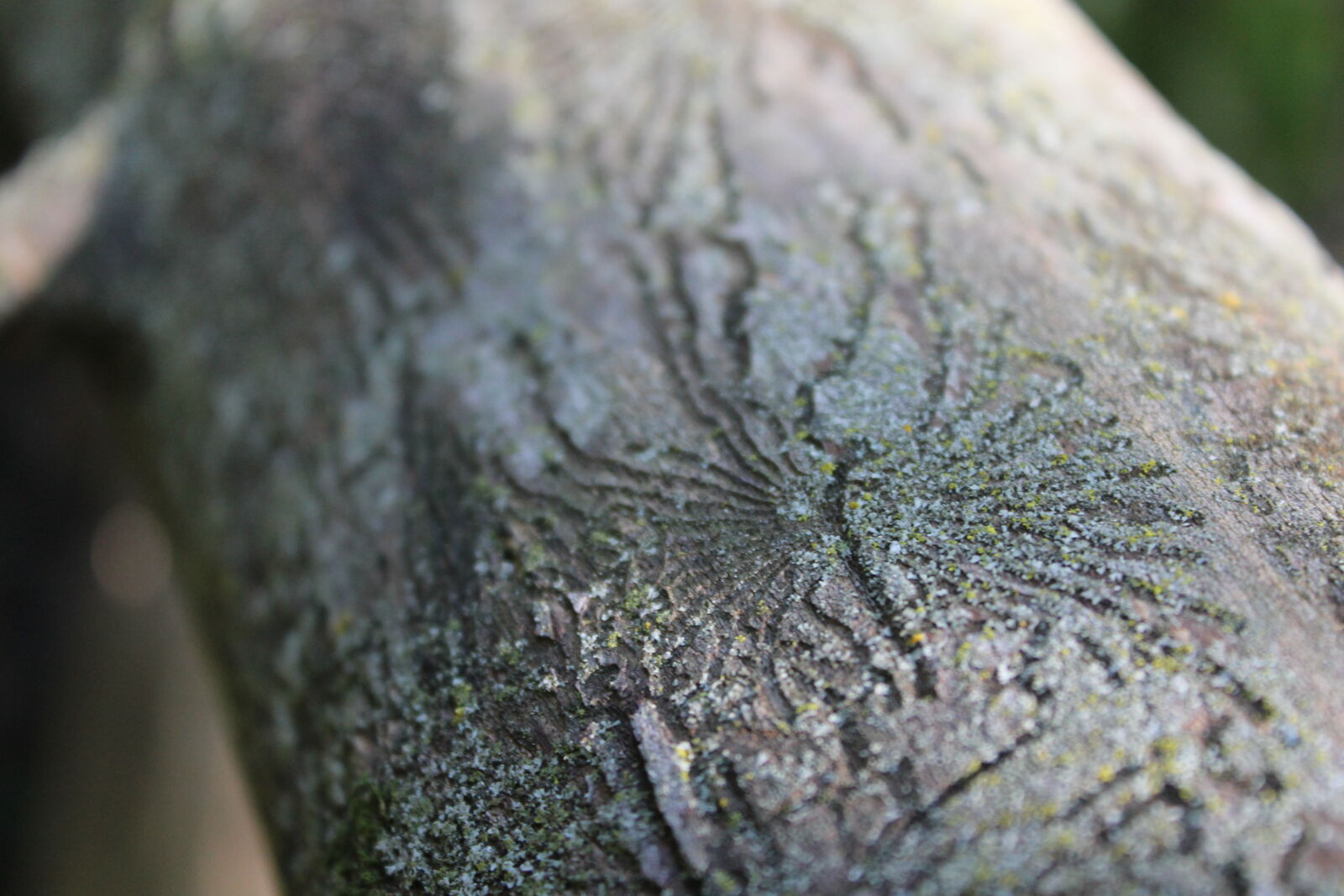 Canon EOS 1100D (EOS Rebel T3 / EOS Kiss X50) sample photo. Carved, wood, fallen, tree photography