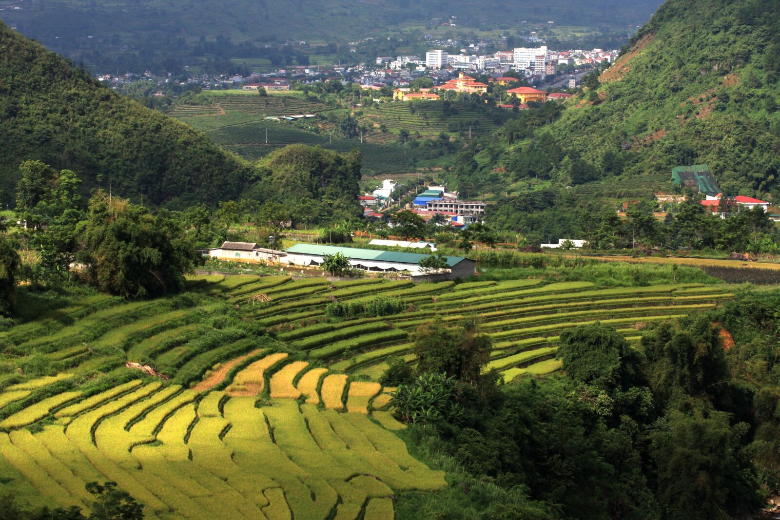 Canon EOS 40D sample photo. Rice, field, vietnam landscape photography