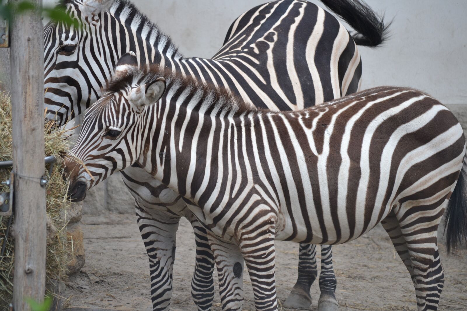 Nikon D3100 sample photo. Zebras, zoo, budapest photography