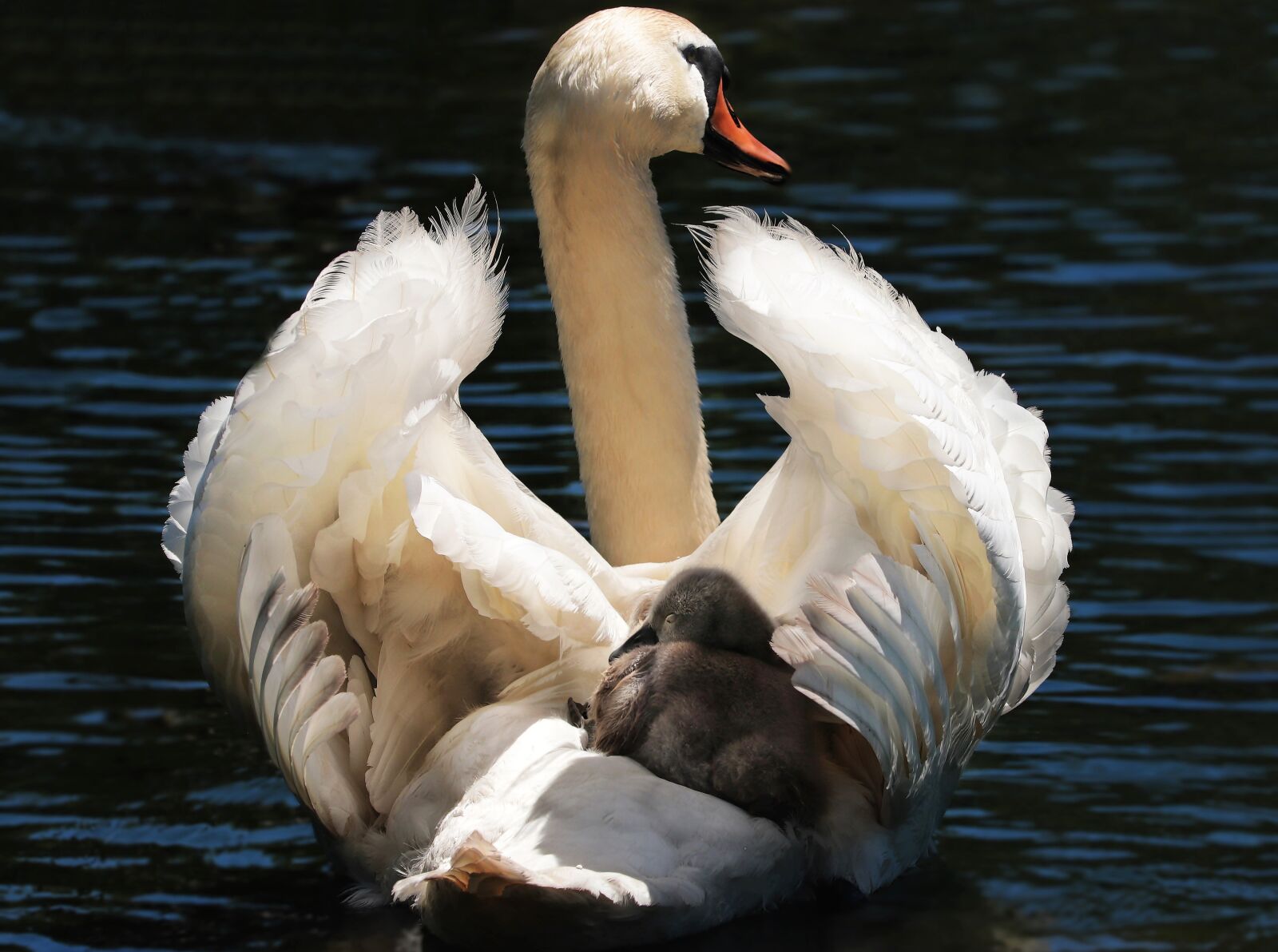 Canon EOS 80D sample photo. Swan, baby swan, white photography
