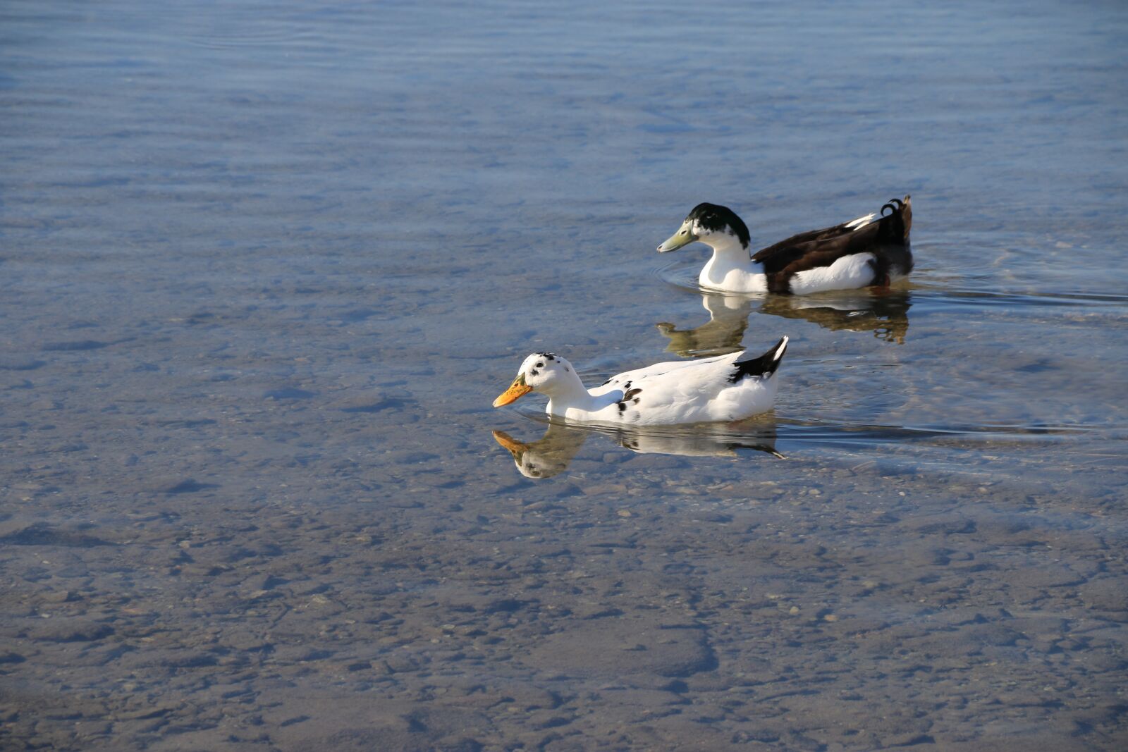 Canon EF-S 18-135mm F3.5-5.6 IS sample photo. Duck, marine, bird photography