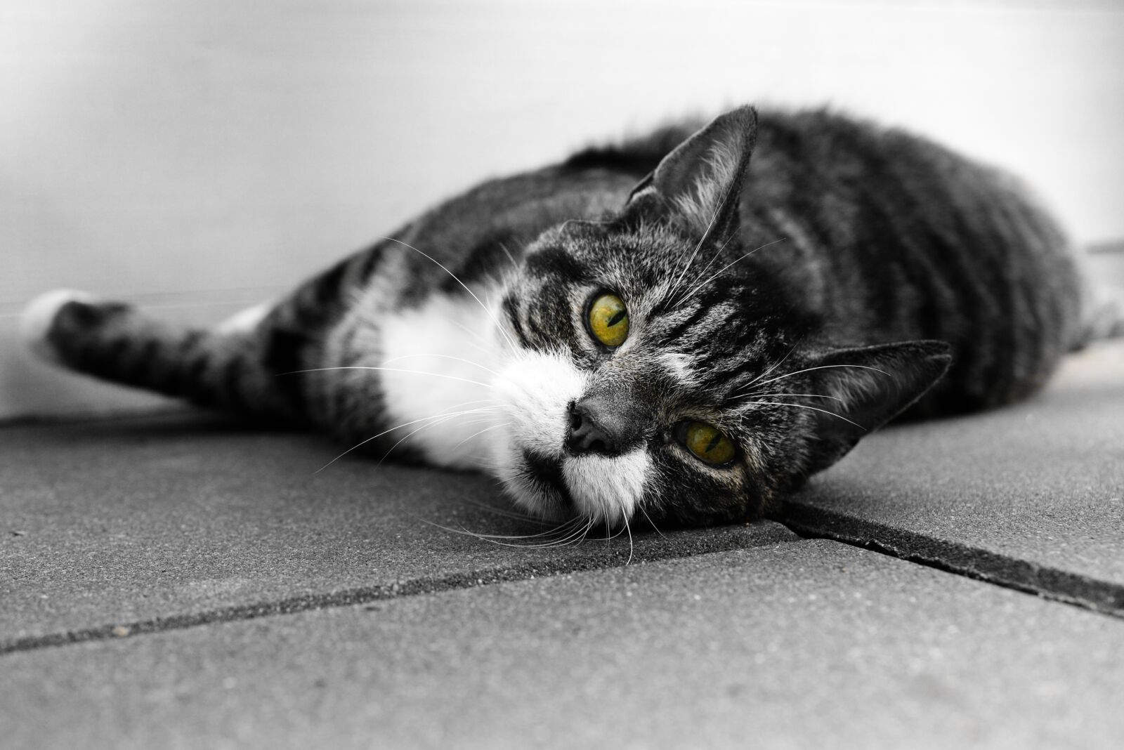 Nikon D610 sample photo. Cat, eyes, lazy photography