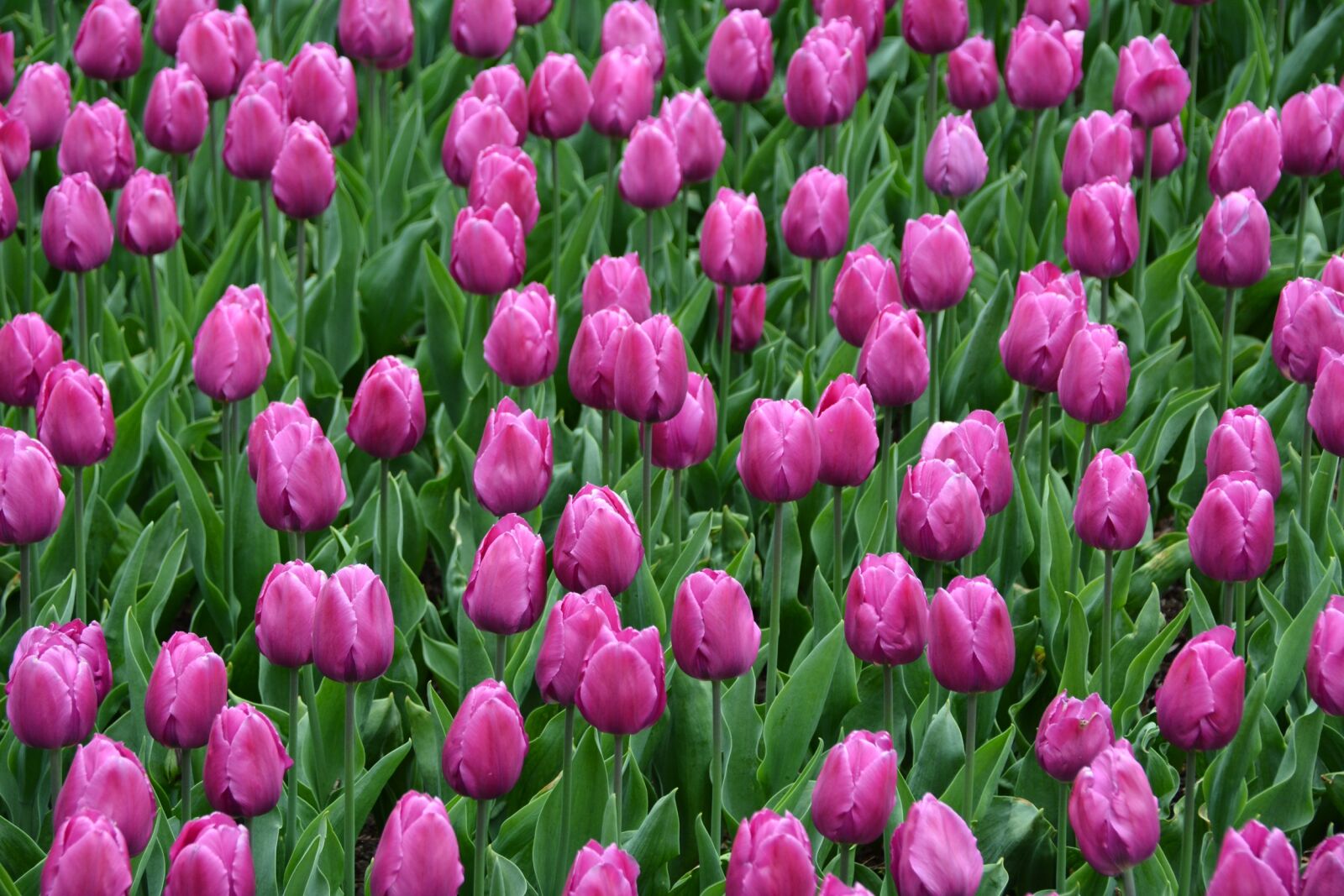 Nikon D7100 sample photo. Tulips, magenta, spring photography