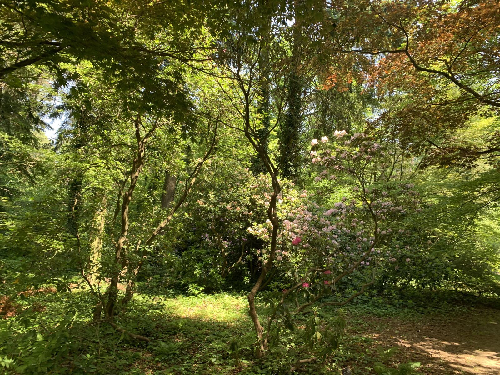 iPhone XS back dual camera 4.25mm f/1.8 sample photo. Arboterum, rogow, poland photography
