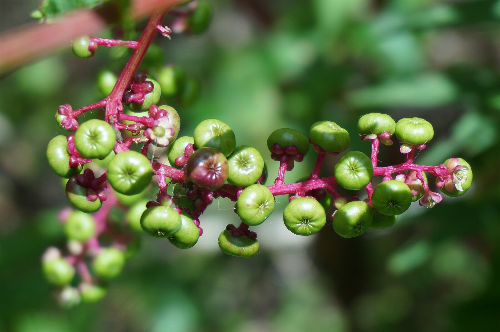Sony Alpha NEX-5T sample photo. Green pokeweed berries, berries photography