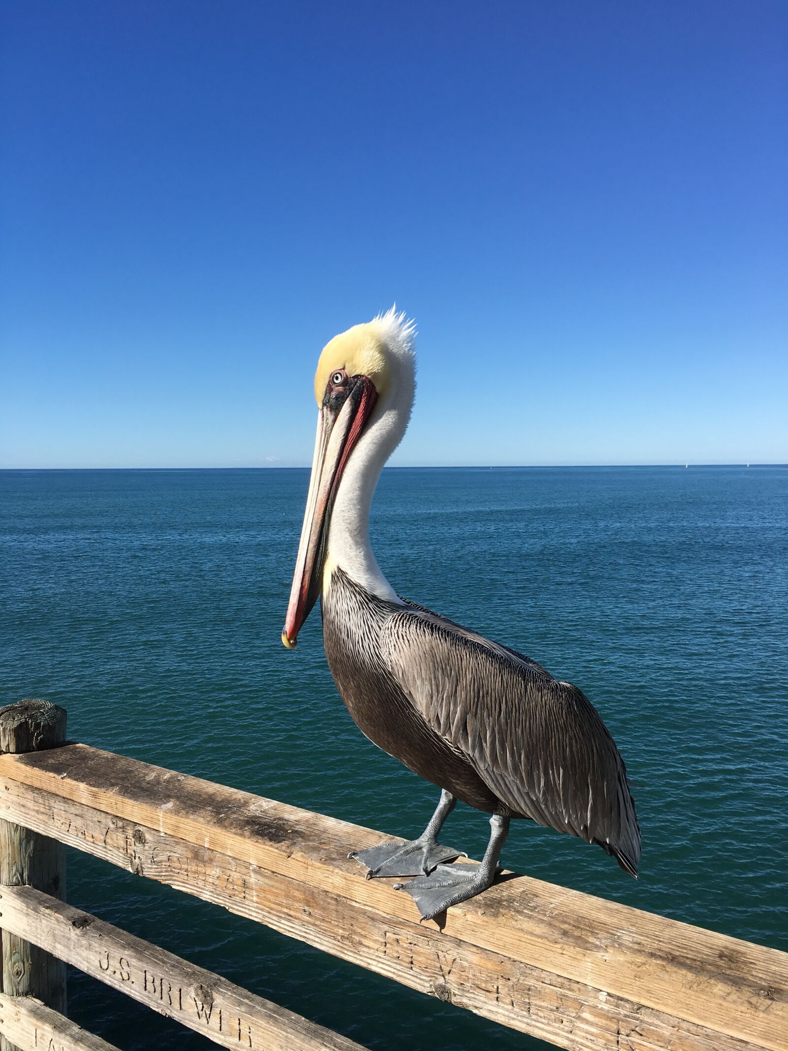 Apple iPhone 6s sample photo. Pelican, ocean, pier photography