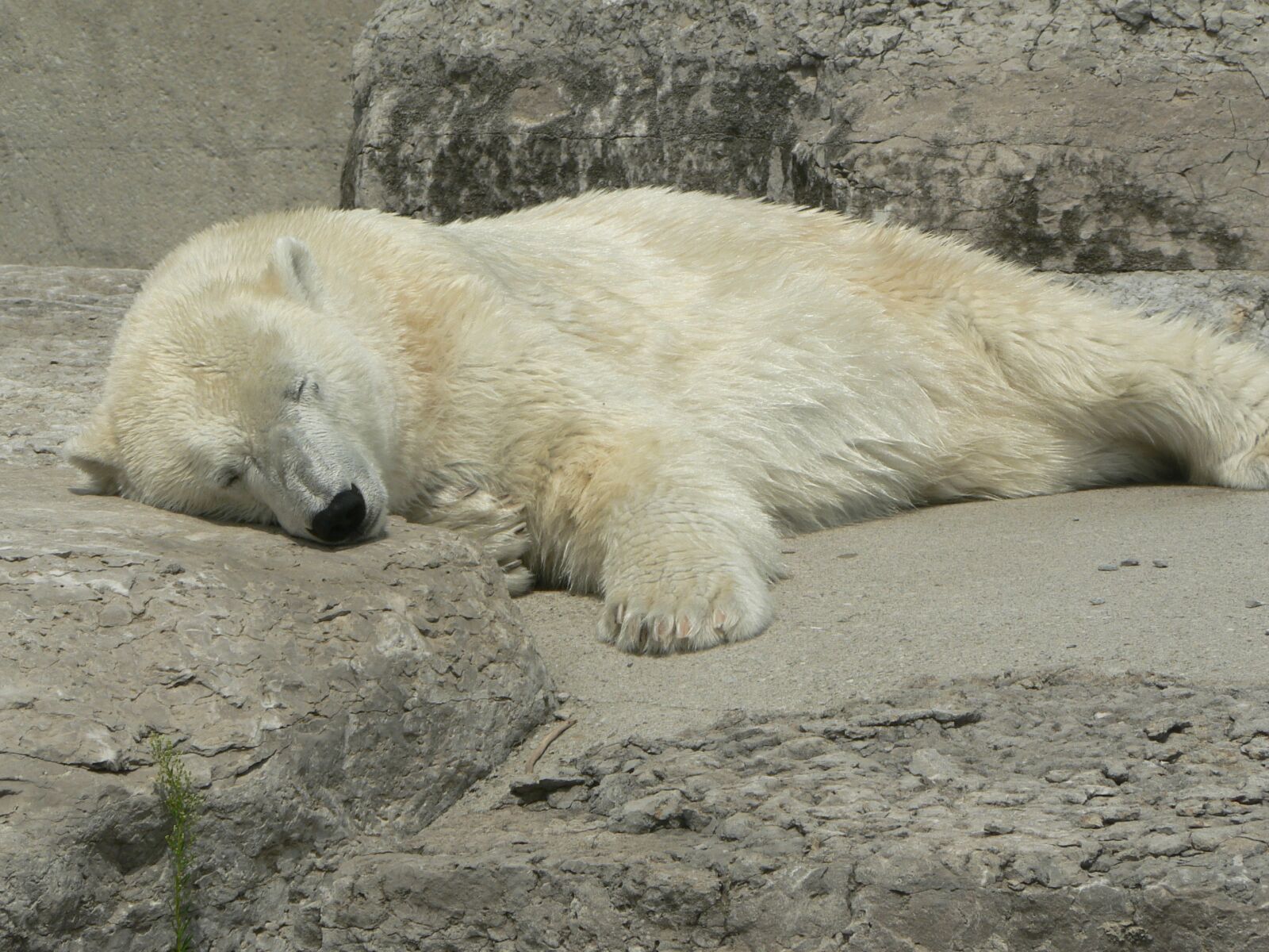 Panasonic DMC-FZ5 sample photo. Polar, bear, napping photography