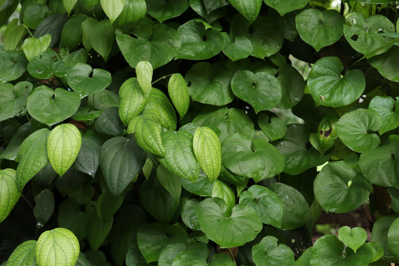 Canon EOS 250D (EOS Rebel SL3 / EOS Kiss X10 / EOS 200D II) sample photo. Leaf, nature, green photography