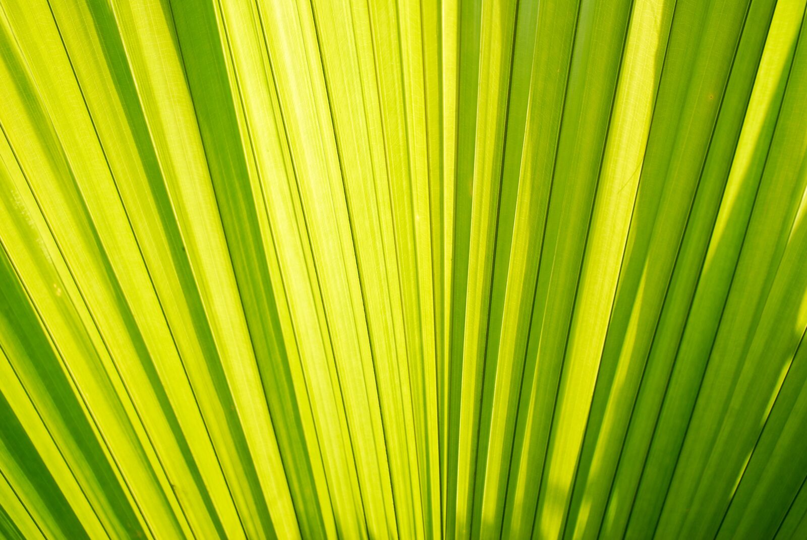 Nikon D60 sample photo. Palm trees, palm leaves photography