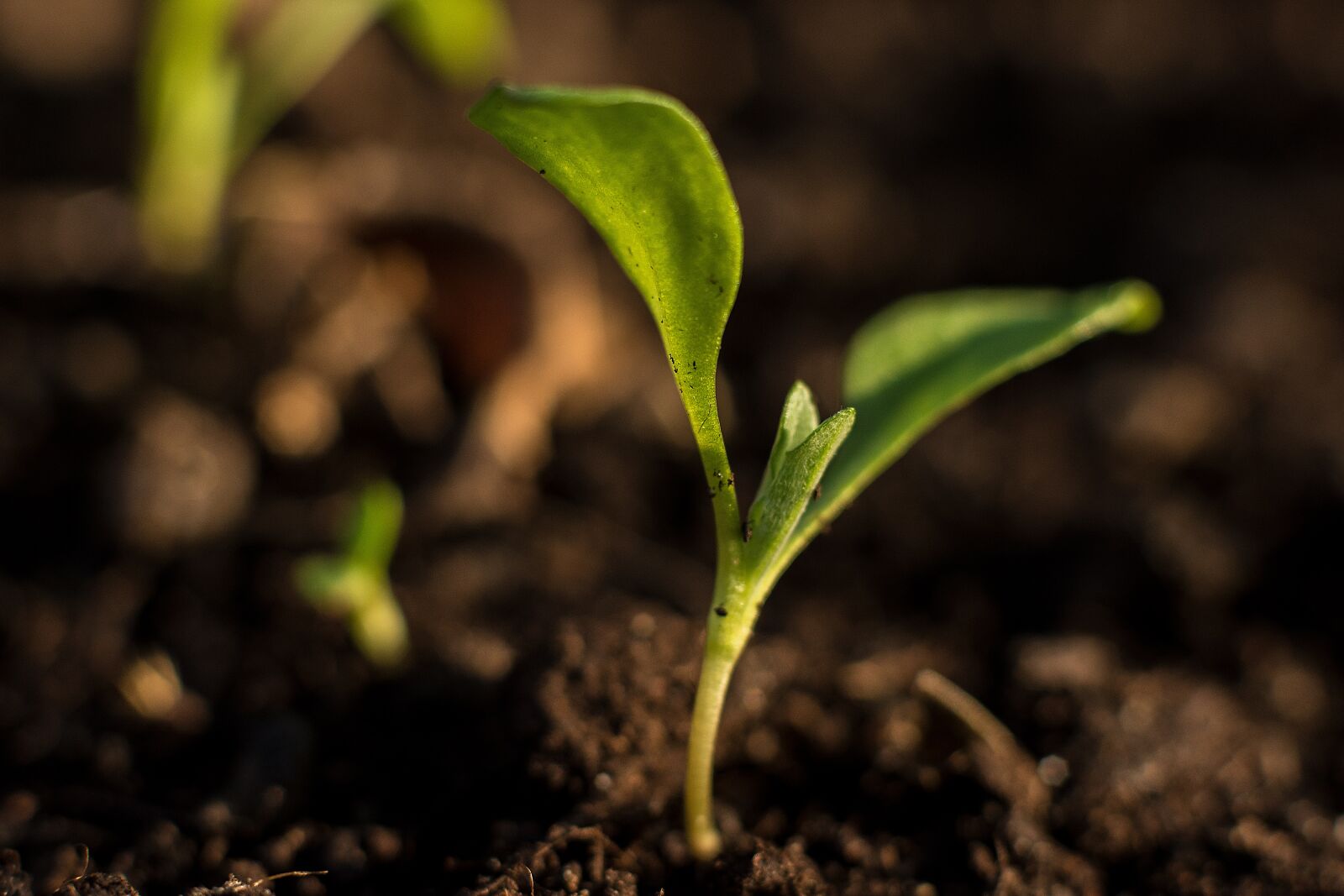 Nikon D7200 sample photo. Plant, small, water photography