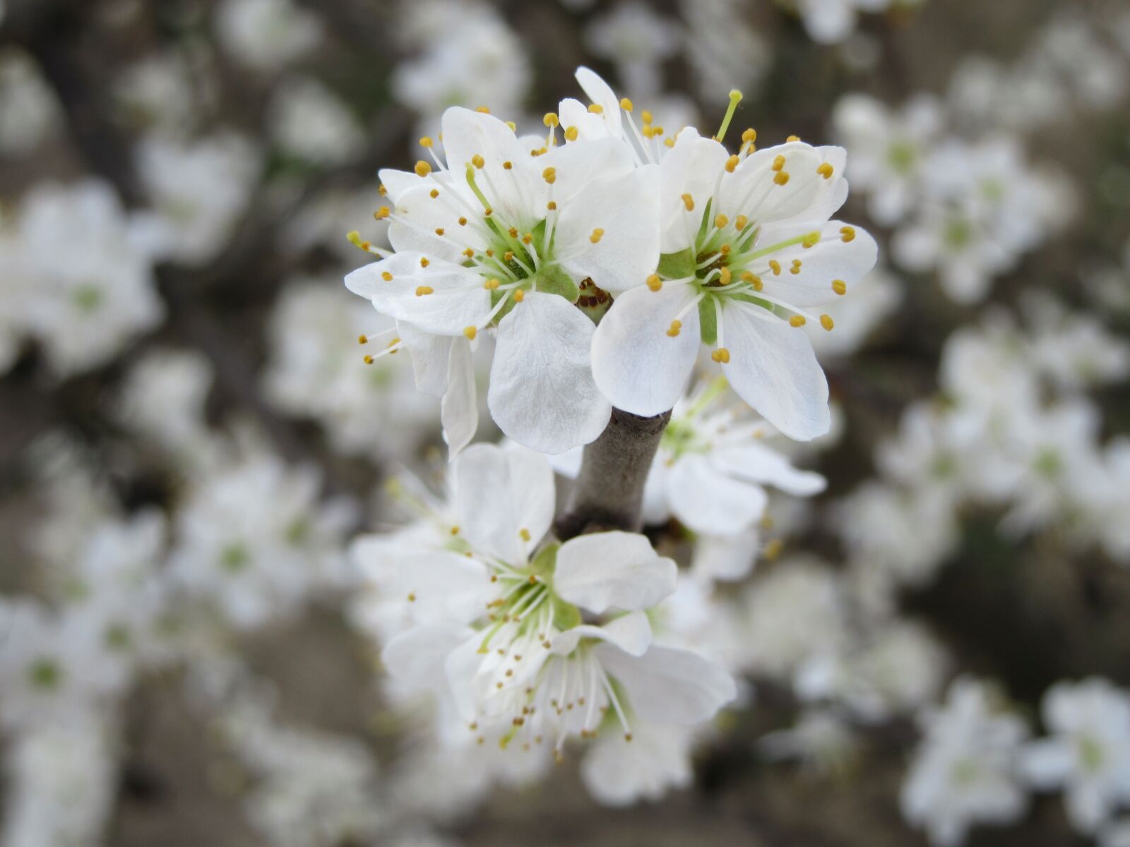 Canon PowerShot SX610 HS sample photo. Flowers, white, branch photography