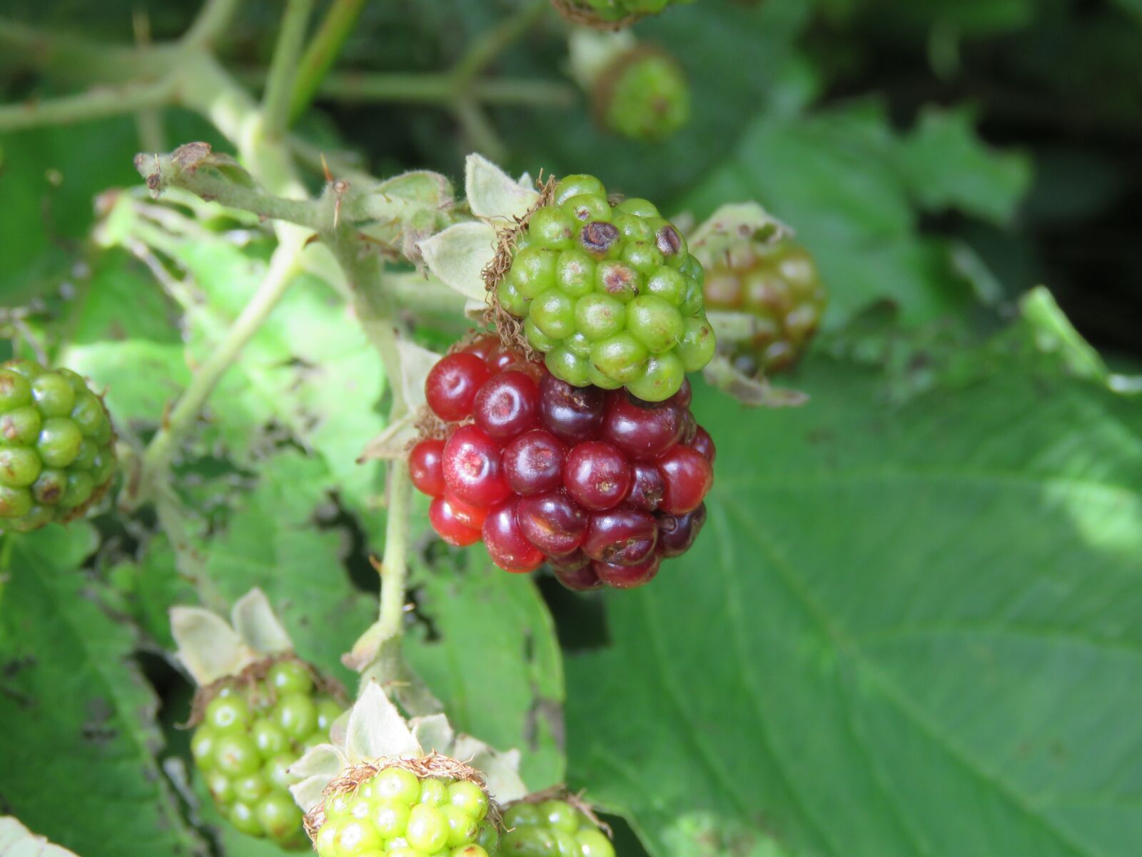 Canon PowerShot SX60 HS sample photo. Burr, fruit, blackberries photography
