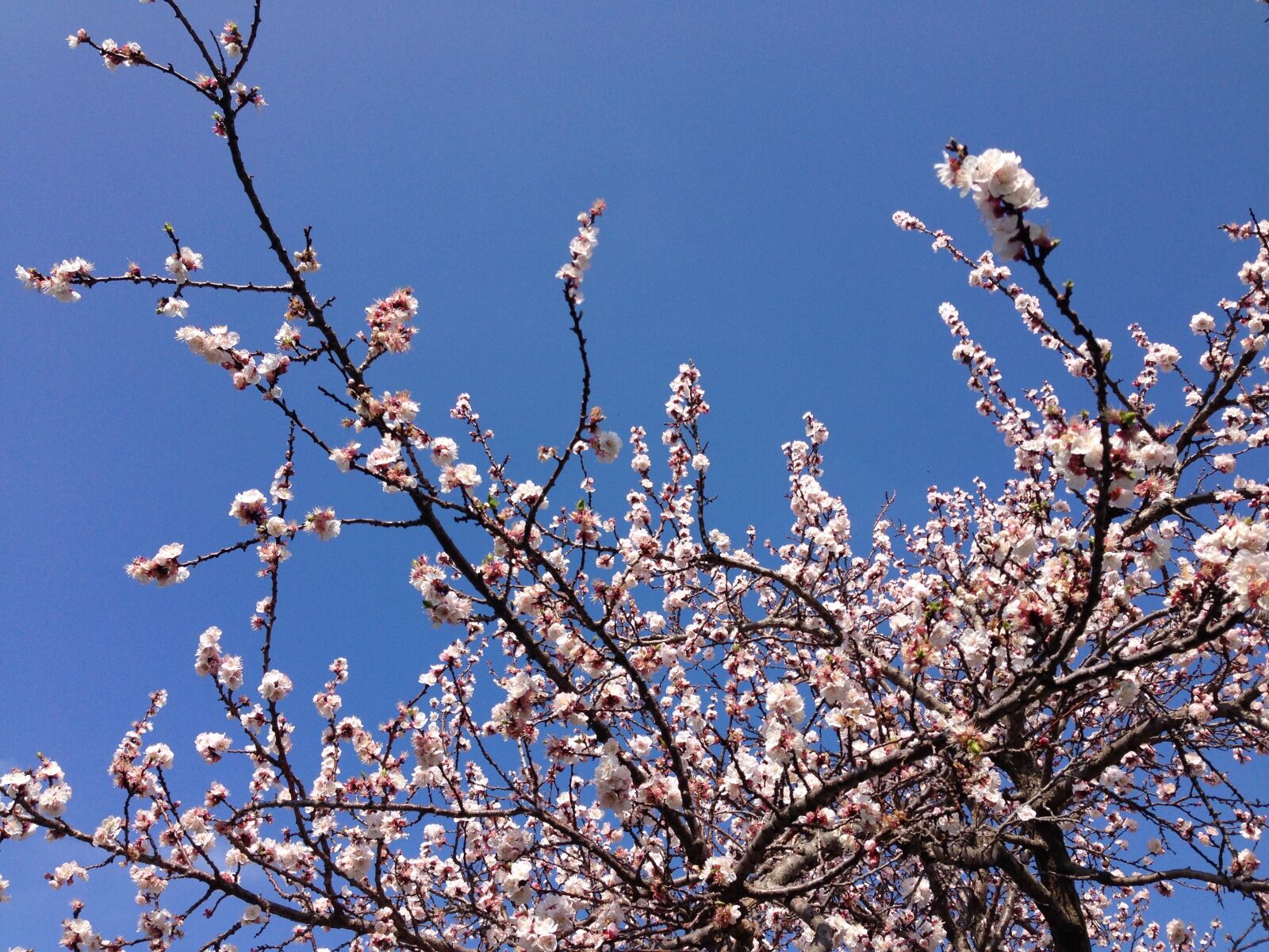 Apple iPhone 5 sample photo. Blue, sky, flowers, spring photography