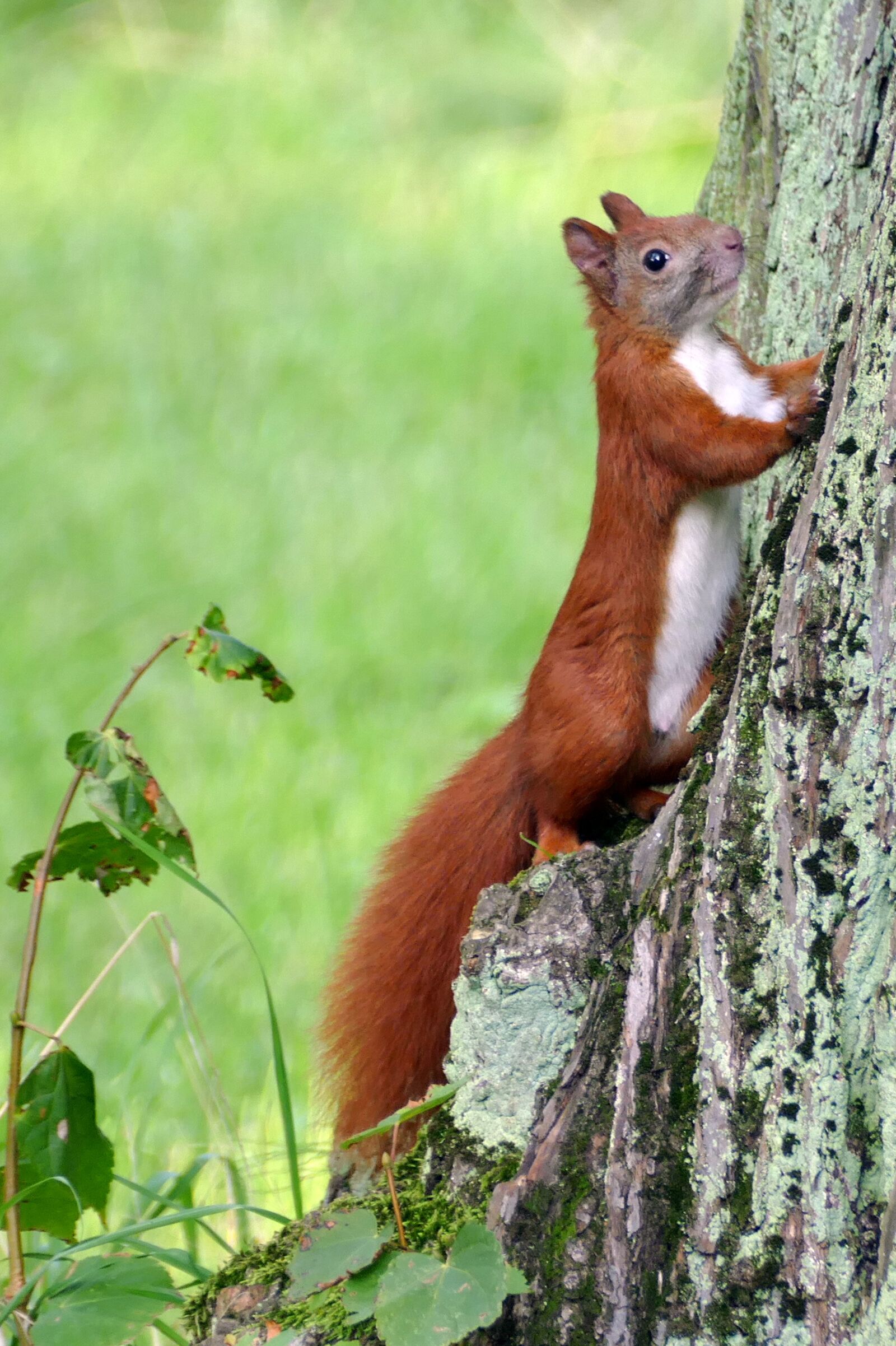 Panasonic Lumix DMC-FZ1000 sample photo. Squirrel, forest cat, forest photography