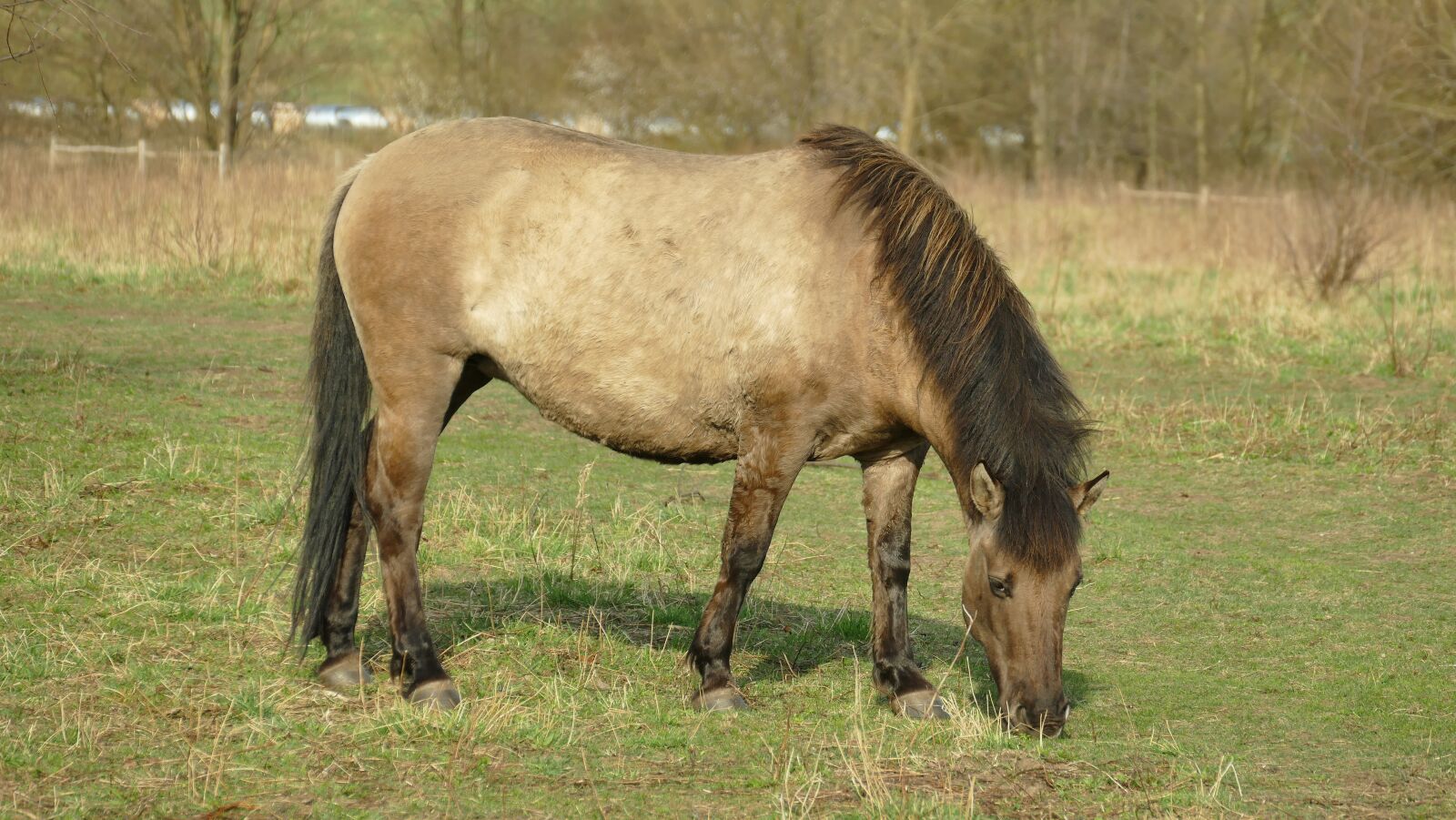 Panasonic Lumix DMC-FZ1000 sample photo. Horse, dülmener, grazing photography