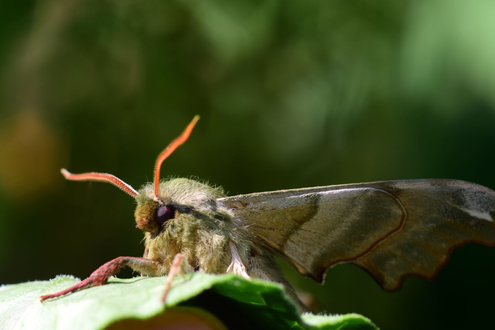 Nikon D3300 sample photo. Motte, moth, butterfly photography