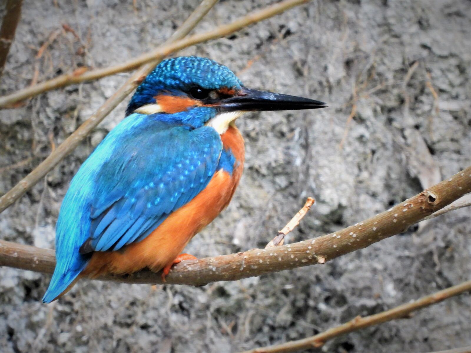 Nikon Coolpix P1000 sample photo. Kingfisher, the landscape of photography