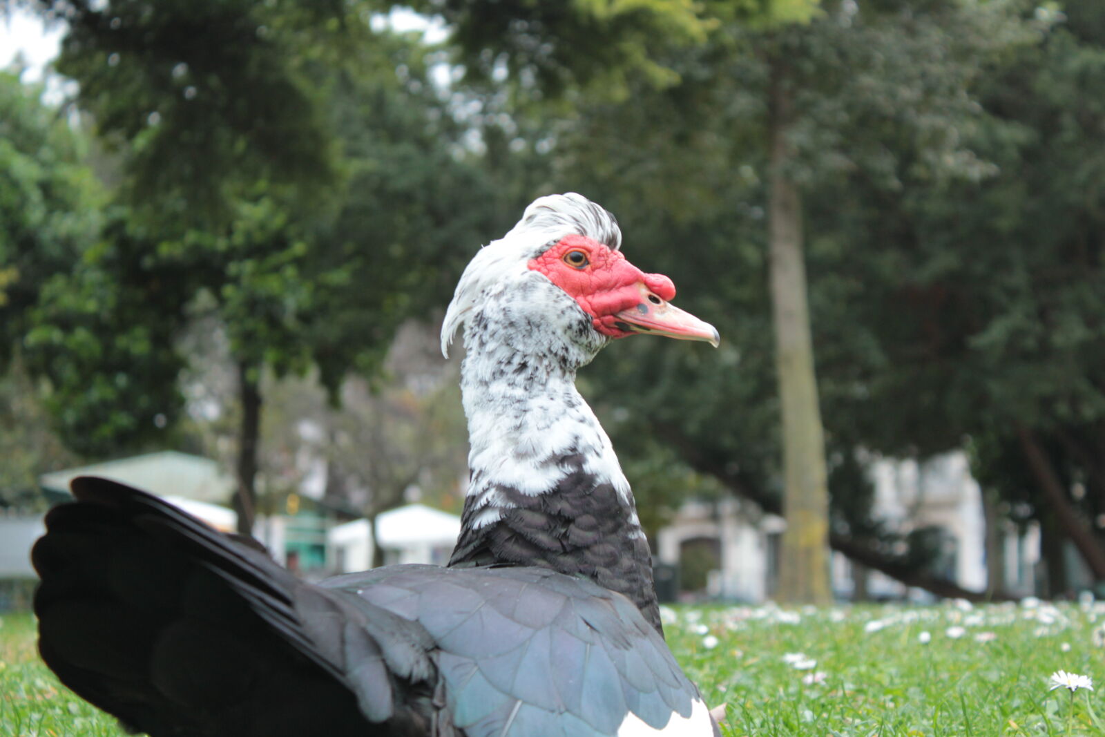 Canon EOS 550D (EOS Rebel T2i / EOS Kiss X4) sample photo. Duck, thing photography