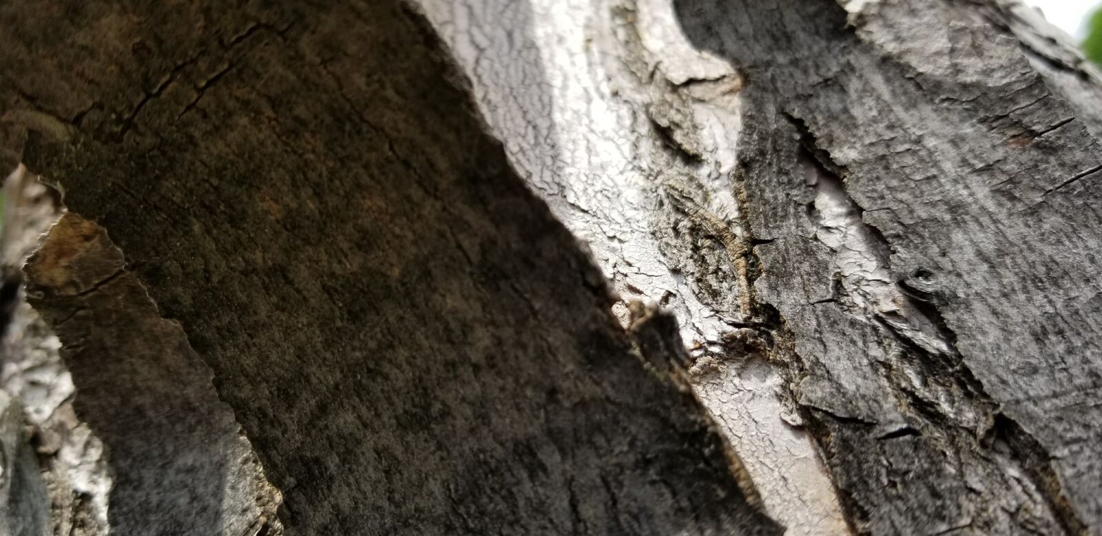Samsung Galaxy S8 sample photo