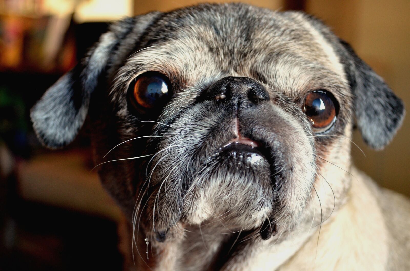 Nikon D5100 sample photo. Dog, pug, animal photography