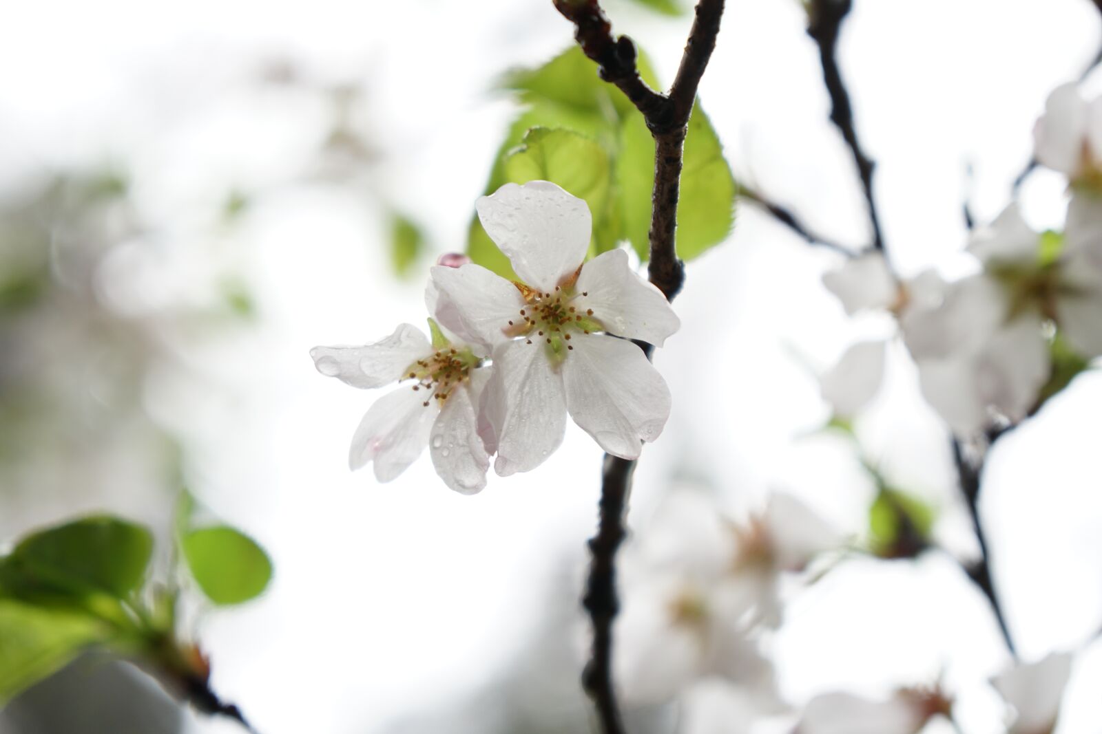Sony a6500 + Sony Vario-Tessar T* E 16-70mm F4 ZA OSS sample photo. Wuhan, cherry blossom, wuhan photography
