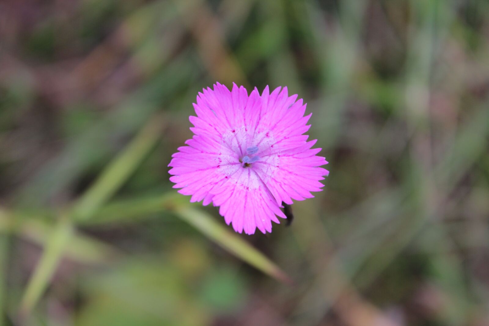 Canon EOS 600D (Rebel EOS T3i / EOS Kiss X5) sample photo. Flower, nature, botany photography