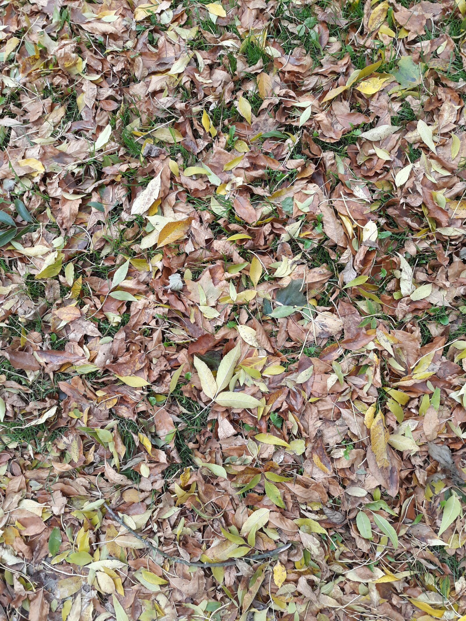Samsung Galaxy J5 sample photo