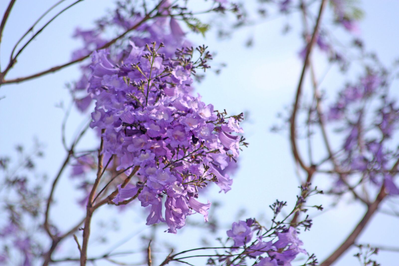 Canon EOS 450D (EOS Rebel XSi / EOS Kiss X2) sample photo. Jacarandas, flowers, blossom photography