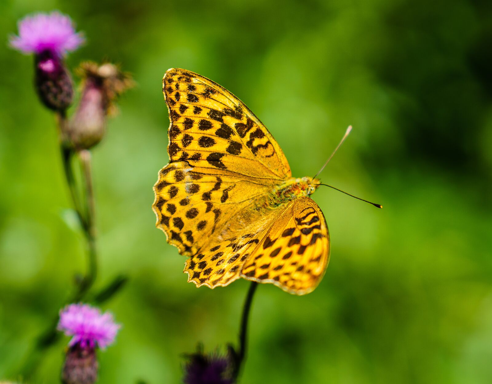 E 50mm F1.8 OSS sample photo. Butterfly, nature, insect photography
