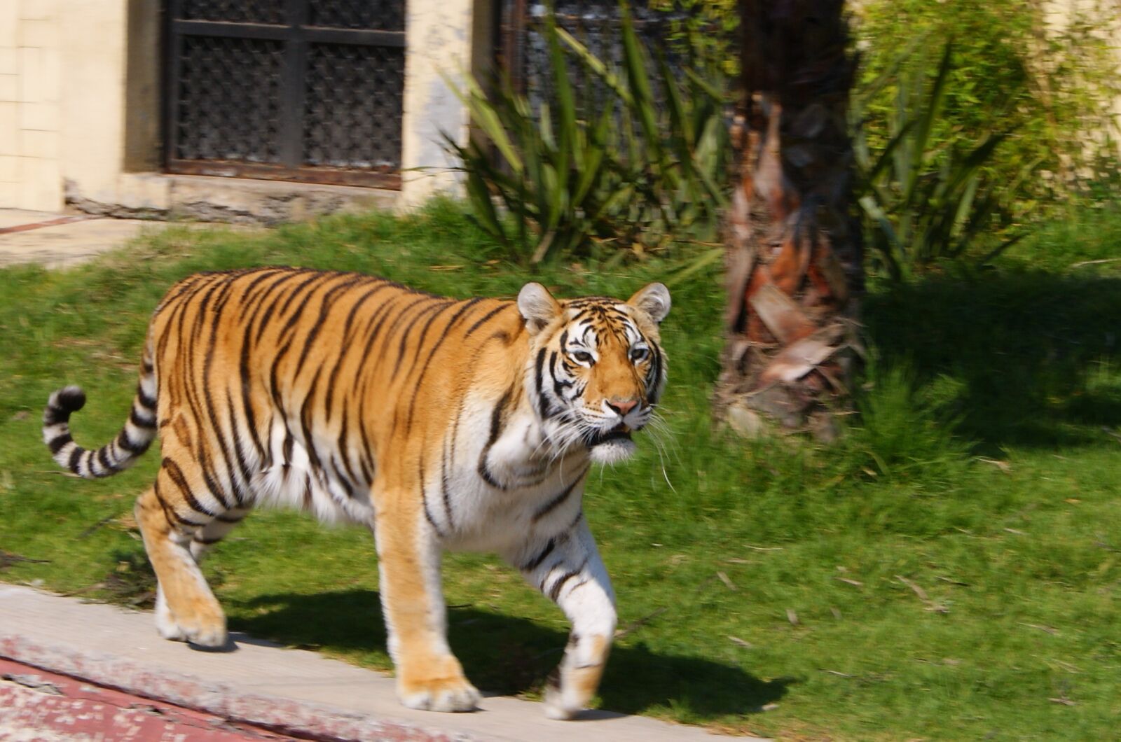 Sony Alpha DSLR-A390 sample photo. Stripes, cat, tiger photography