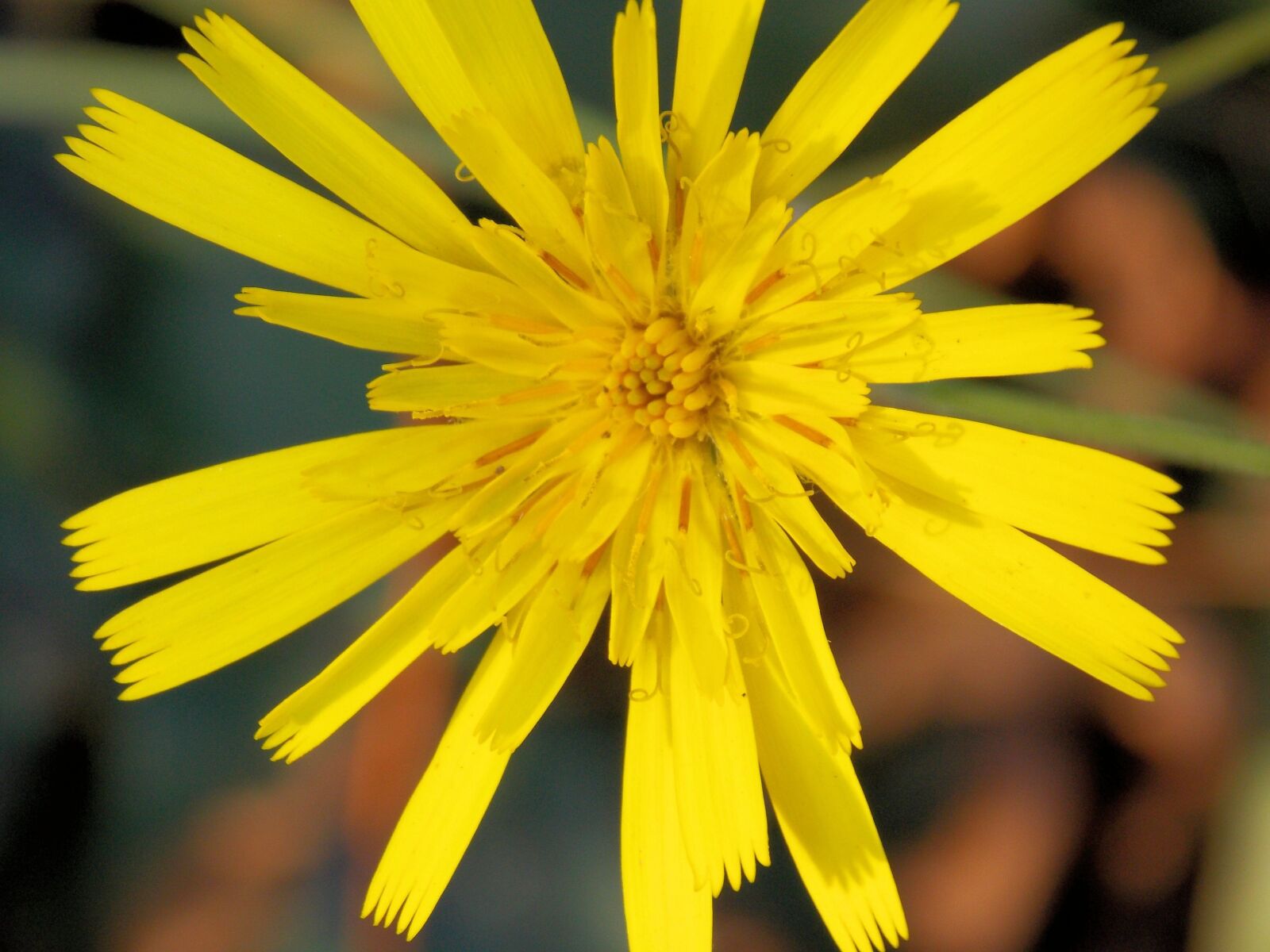 Nikon Coolpix L810 sample photo. Flower, macro, spring photography