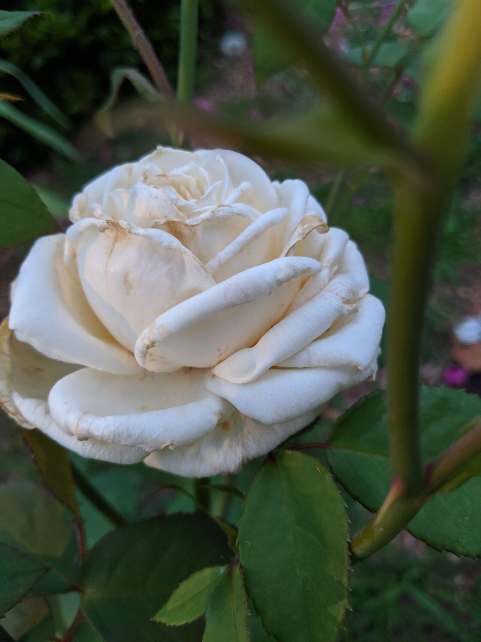 Google Pixel 2 XL sample photo. Rose, single, flower photography