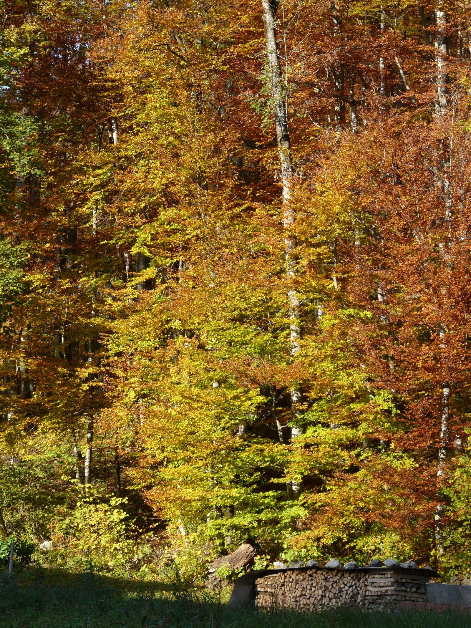 Panasonic DMC-FZ18 sample photo. Autumn, fall color, autumn photography