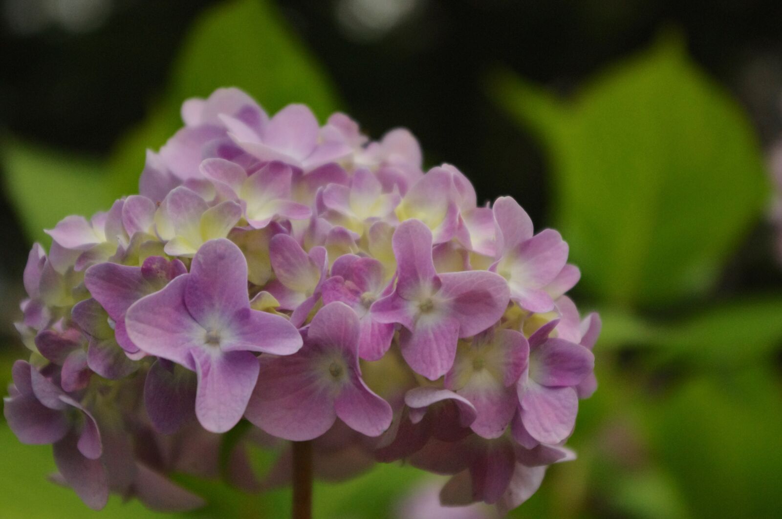 Pentax K-r sample photo. Hydrangea, flower, bloom photography