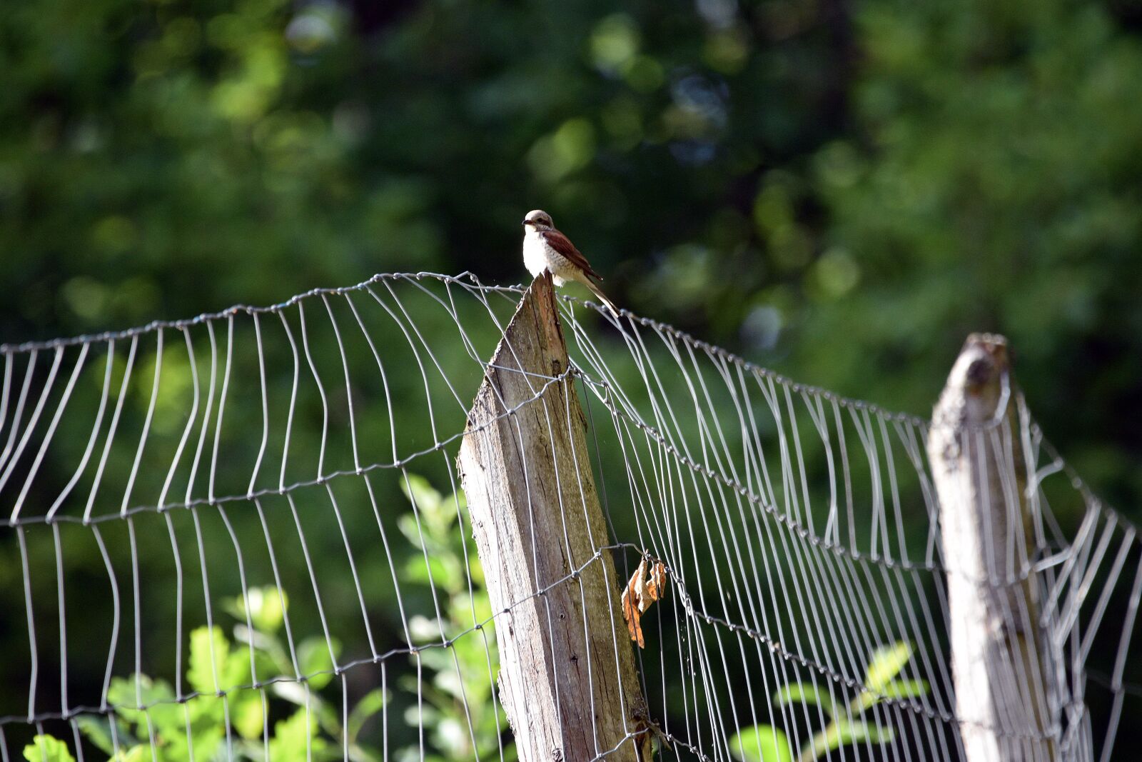 Nikon D3400 sample photo. The grid, fencing, pen photography