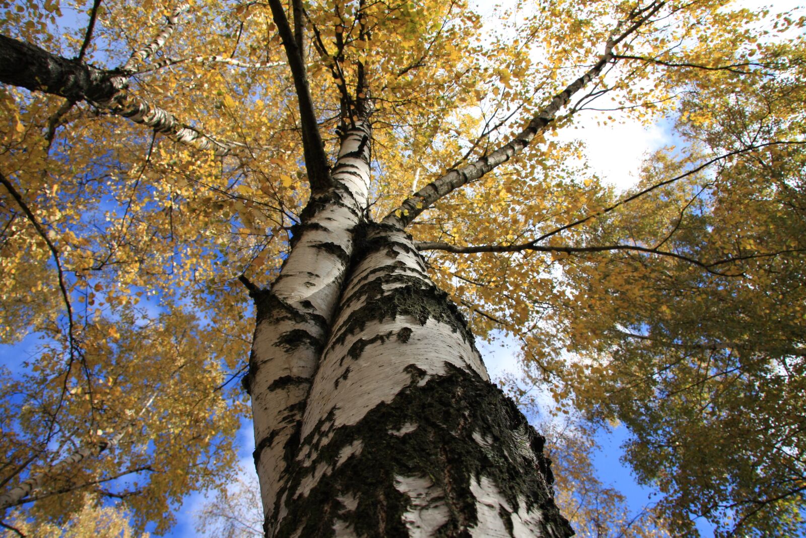 Canon EOS 40D sample photo. Trees, birch, tree photography