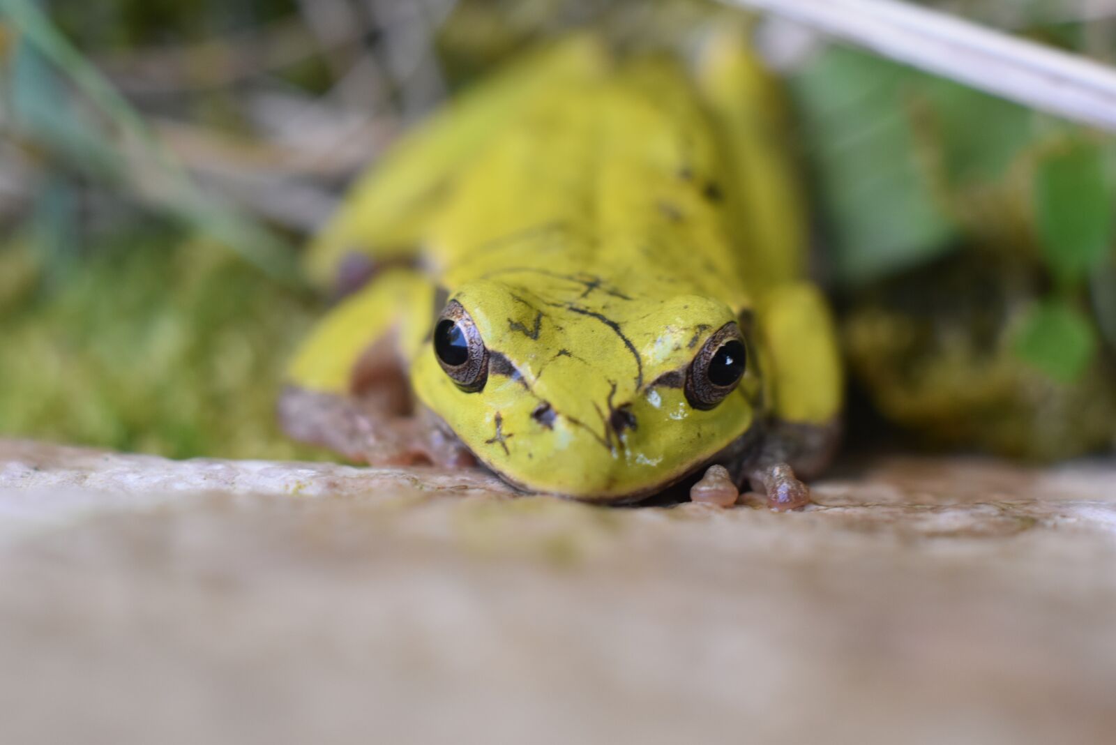 Nikon D5600 sample photo. Rana, pond, animal photography